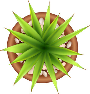 盆栽芦荟植物