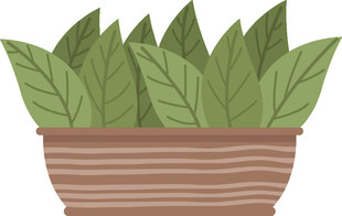 盆栽绿叶植物