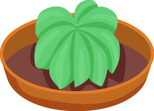 盆栽绿植 清新小植物