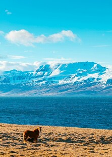湖畔孤牛与雪山美景