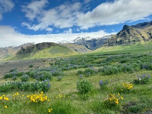 山间草地黄花蓝天白云景