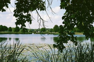 湖畔绿荫下的静谧风光