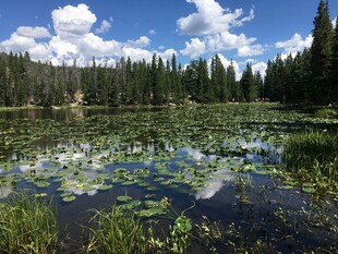 宁静湖畔绿意盎然的美景
