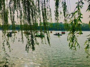 湖畔垂柳下的悠然泛舟景