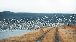 湖畔飞鸟群集的自然美景