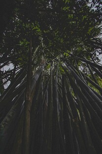 仰望茂密高耸的参天大树