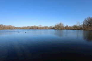 宁静湖面与蓝天树木景致