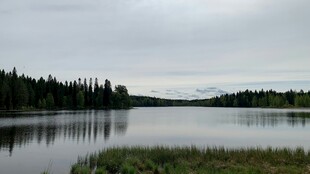 宁静湖泊边的葱郁树林