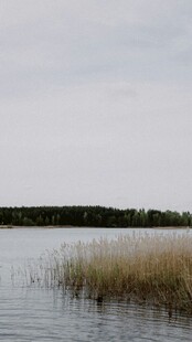 湖畔芦苇荡 宁静自然景