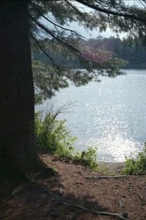 湖畔树荫下的静谧景致