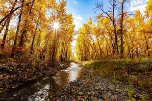 秋日林间小溪美景