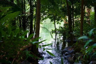 林间溪流 绿意盎然的自然