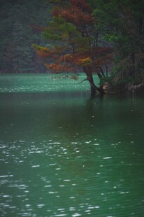 湖畔秋色 绿水孤树