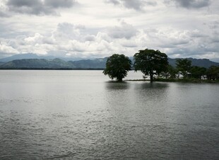 孤树屹立于平静水域