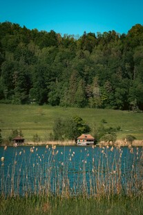湖畔美景 水草丰茂绿意浓