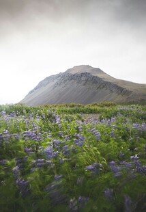 紫色花海中的巍峨山峰