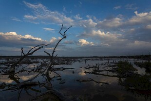 湿地枯木与天空美景