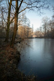 冬日静谧湖畔树林美景