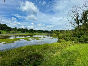 夏日河畔绿野风光
