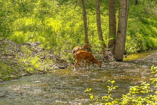 溪边林间的小鹿