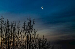 月夜下的枯树剪影