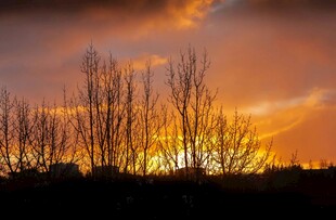 夕阳下的枯树林景观