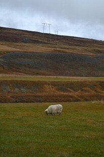 草原上独自吃草的绵羊