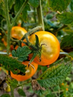 枝头黄番茄 绿叶相伴