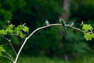 枝头蓝喉蜂虎尽显自然之美