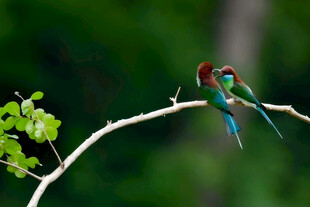 二只蓝喉蜂虎栖于枝上