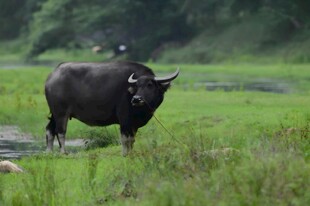 田野中的黑色水牛