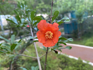 石榴花枝头绽放
