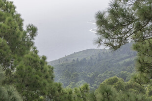 山林间的松林景致