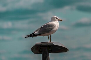 海鸥立于海边物件上