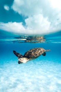 海中绿海龟畅游美丽海域