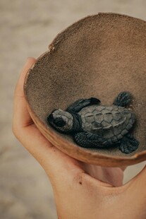 掌心的小海龟