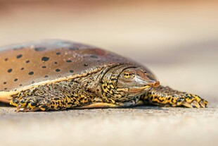 斑点乌龟特写