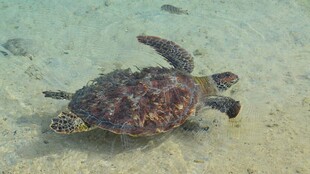 海底遨游的海龟