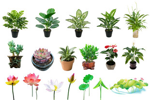 多样盆栽与水生植物展示