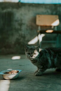 猫咪凝视食物碗