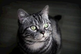 灰纹猫咪凝视瞬间