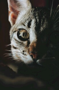 凝视的斑纹猫咪