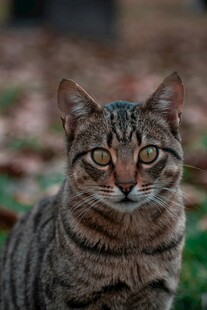 斑纹猫咪户外凝视瞬间