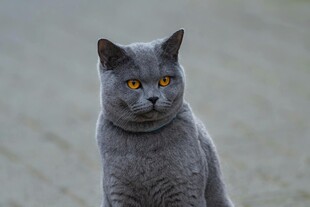 灰色猫咪专注凝视瞬间
