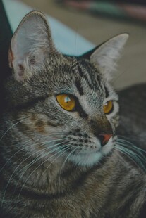 凝视的斑纹猫咪