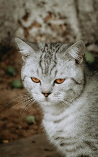 灰纹猫咪凝视瞬间
