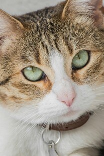 绿眼萌猫特写