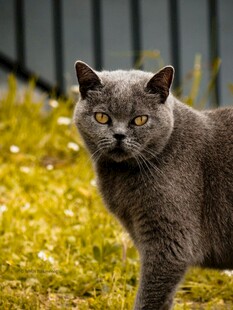 户外的灰猫