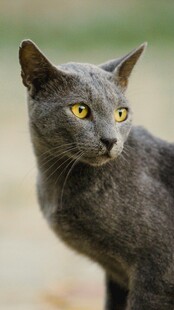 灰猫凝视瞬间