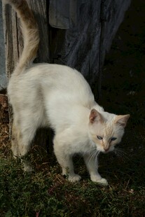 户外漫步的白色猫咪